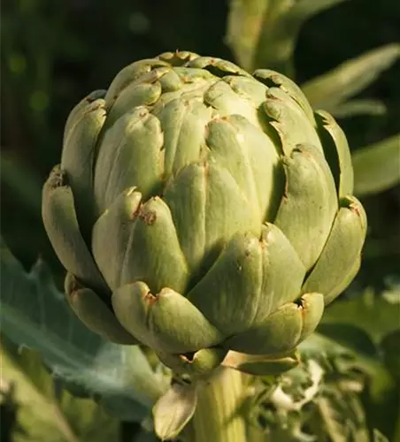 Cynara scolymus