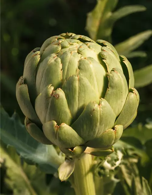 Cynara scolymus