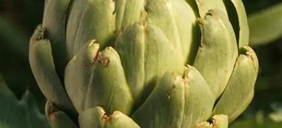 Cynara scolymus