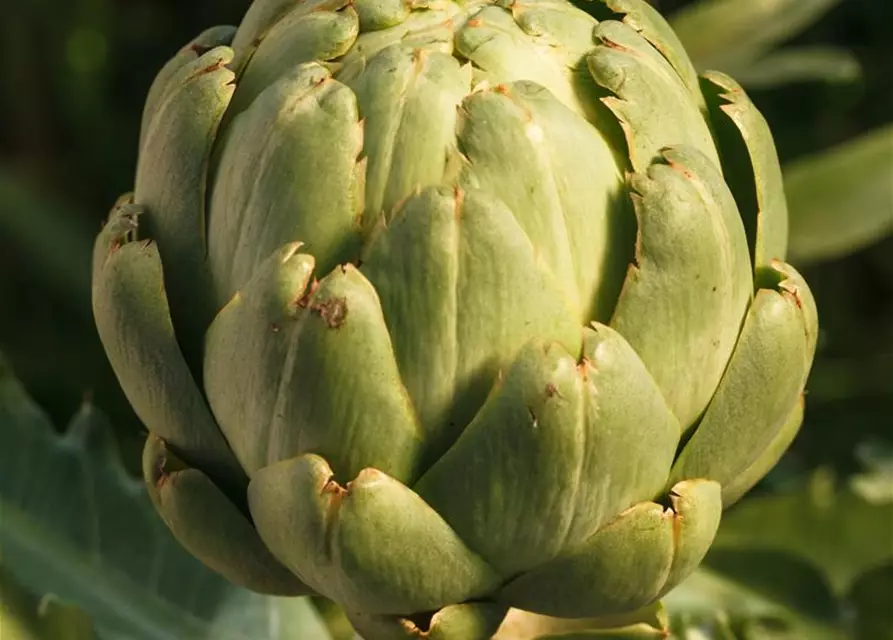 Cynara scolymus