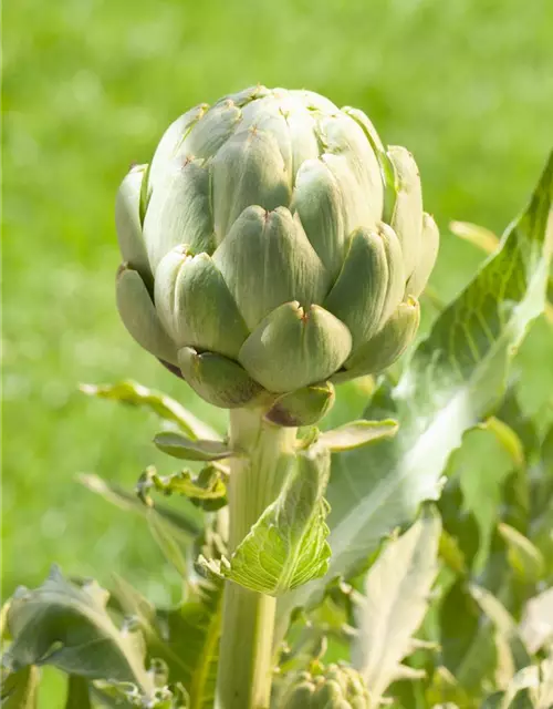 Cynara scolymus