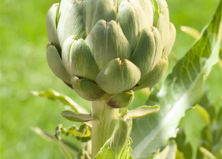 Cynara scolymus