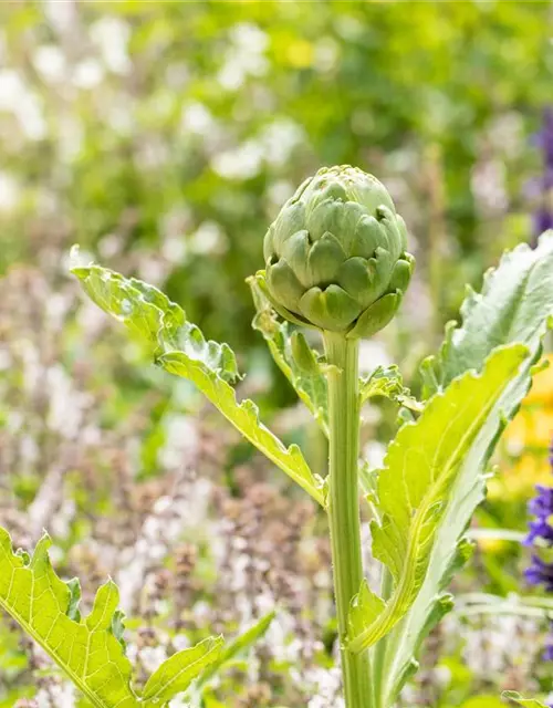 Cynara scolymus