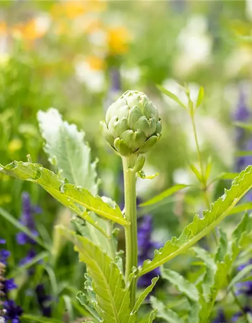 Cynara scolymus