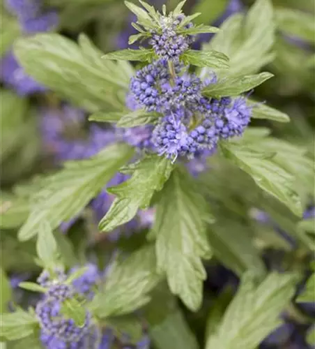 Caryopteris clandonensis