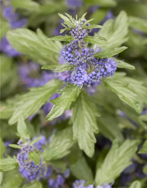 Caryopteris clandonensis