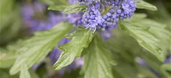 Caryopteris clandonensis