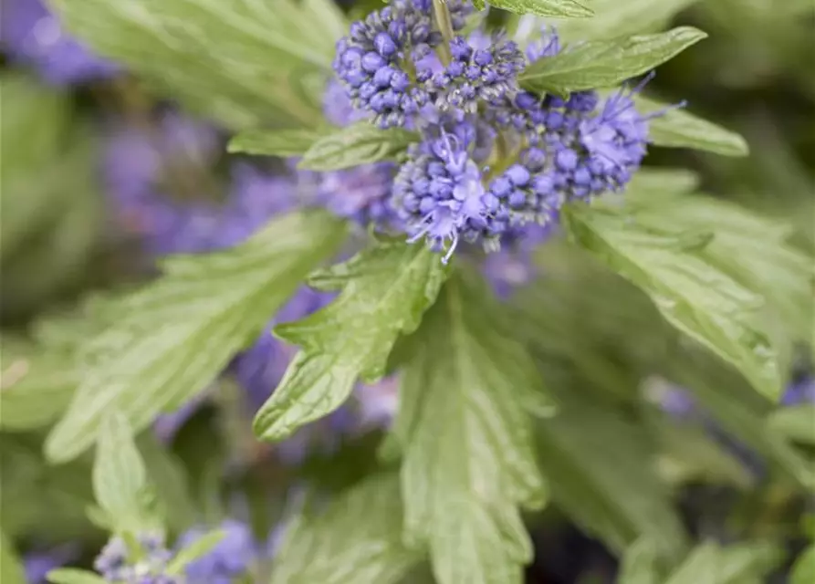 Caryopteris clandonensis