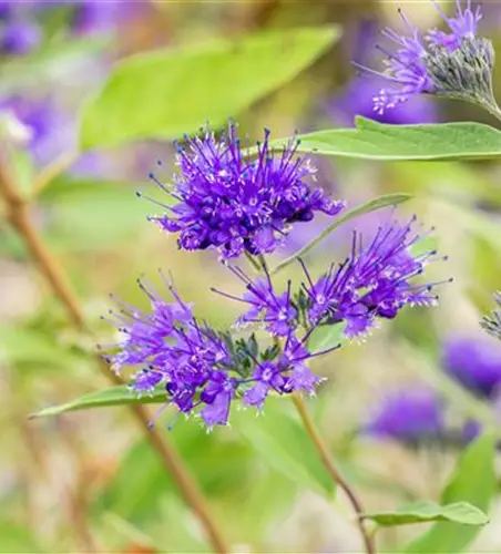 Caryopteris clandonensis 'Heavenly Blue'