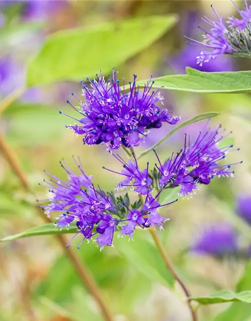 Caryopteris clandonensis 'Heavenly Blue'