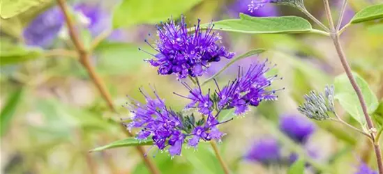 Caryopteris clandonensis 'Heavenly Blue'