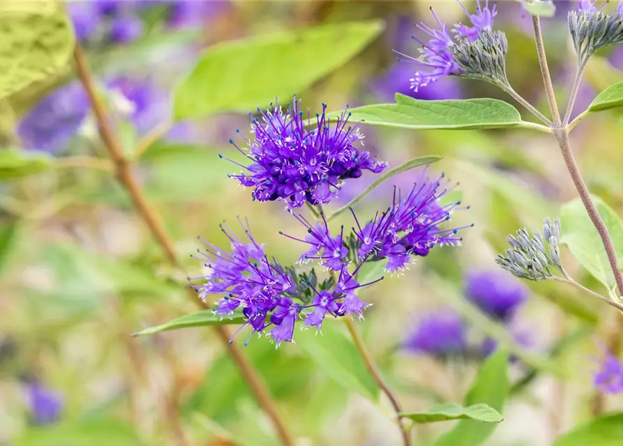 Caryopteris clandonensis 'Heavenly Blue'