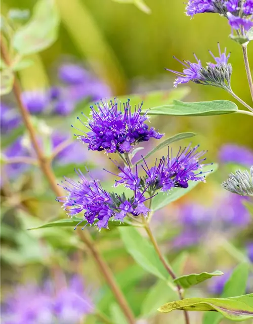 Caryopteris clandonensis 'Heavenly Blue'