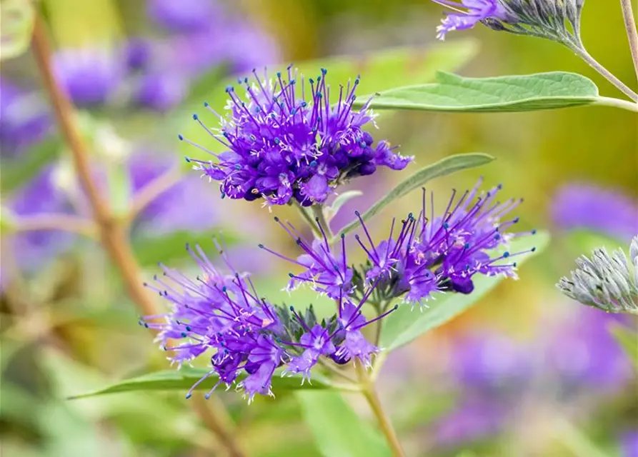 Caryopteris clandonensis 'Heavenly Blue'