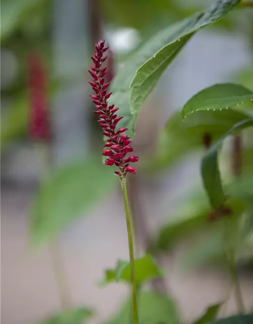 Bistorta amplexicaulis