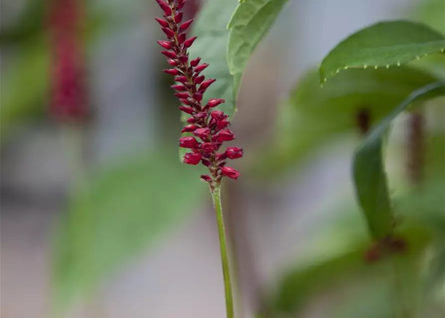 Bistorta amplexicaulis