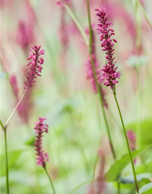 Bistorta amplexicaulis