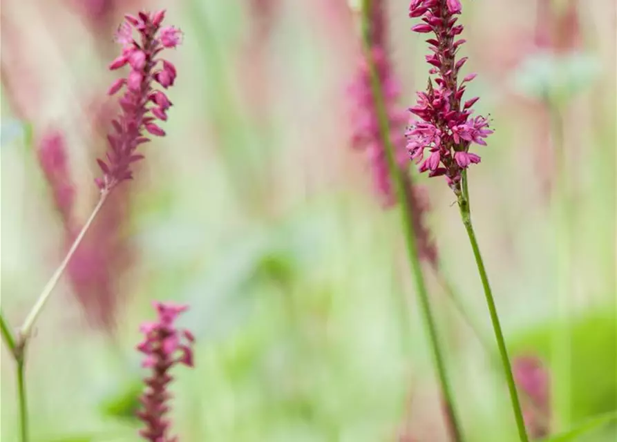 Bistorta amplexicaulis