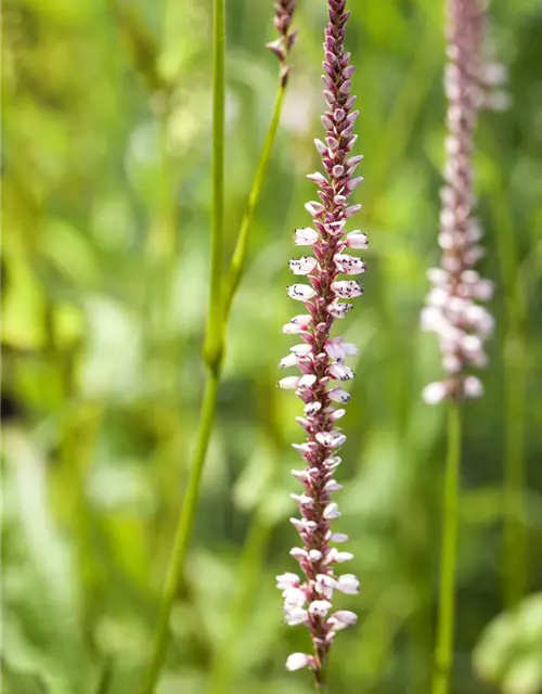 Bistorta amplexicaulis