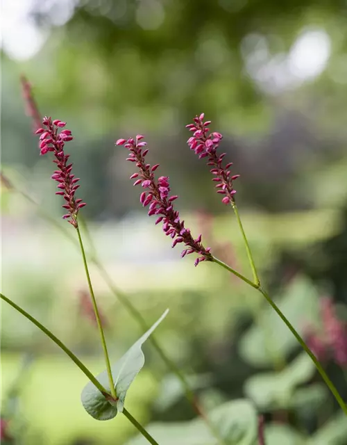 Bistorta amplexicaulis