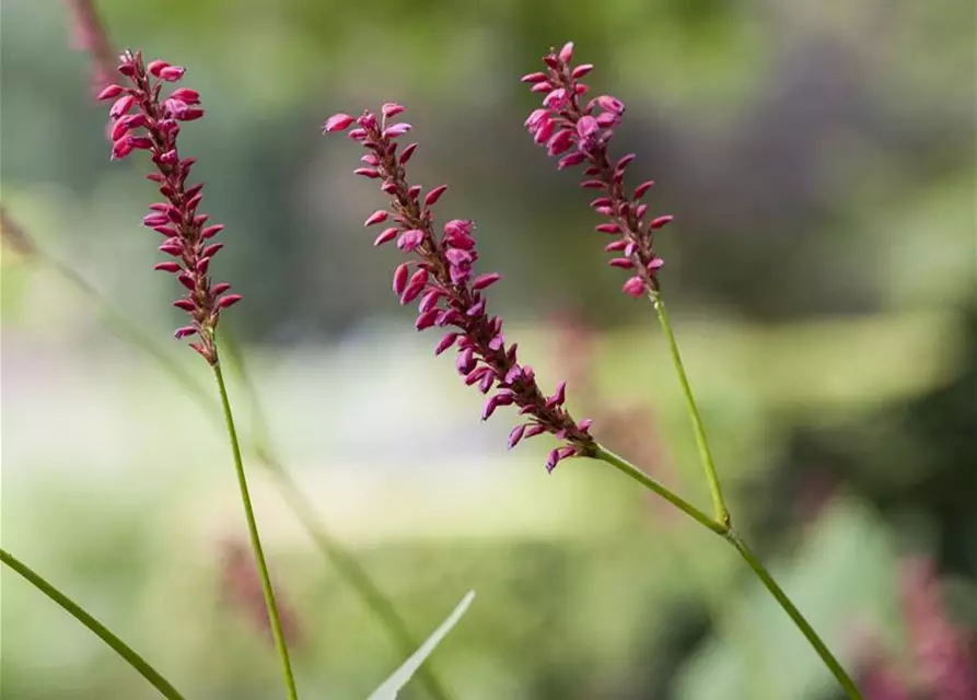 Bistorta amplexicaulis