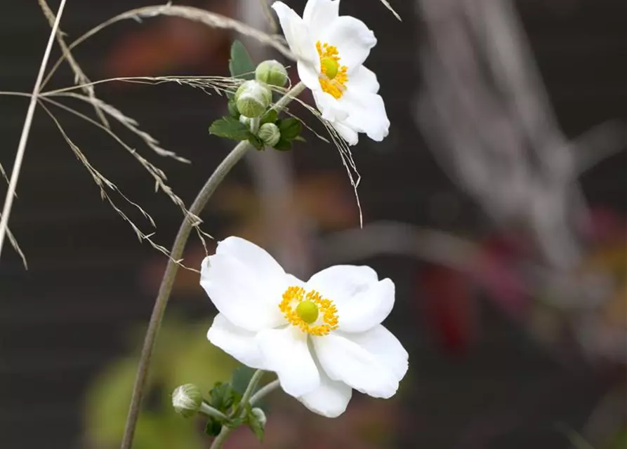 Anemone japonica