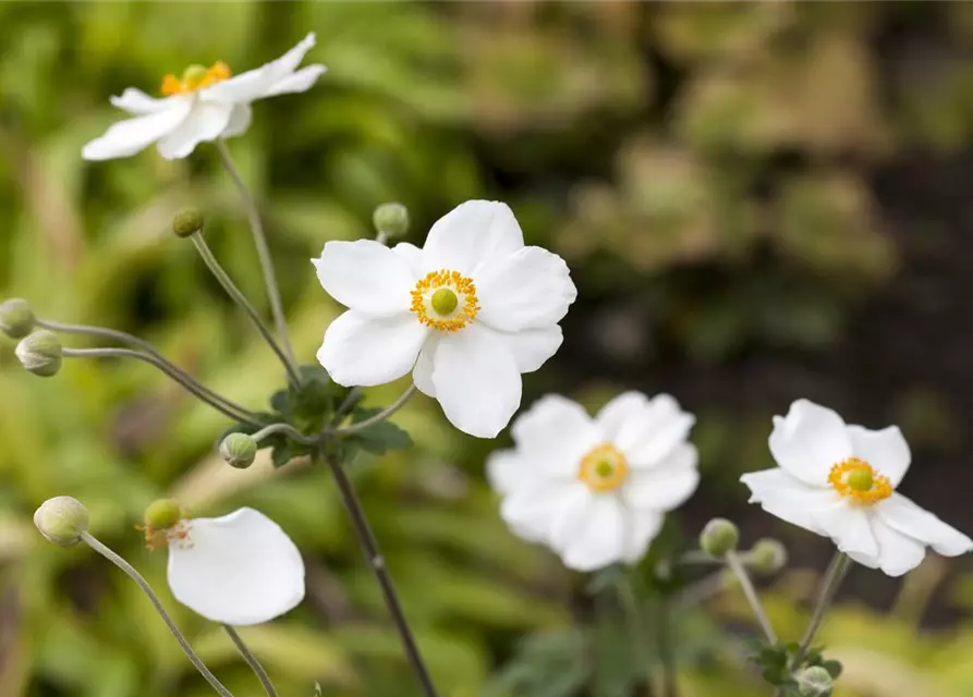 Anemone japonica