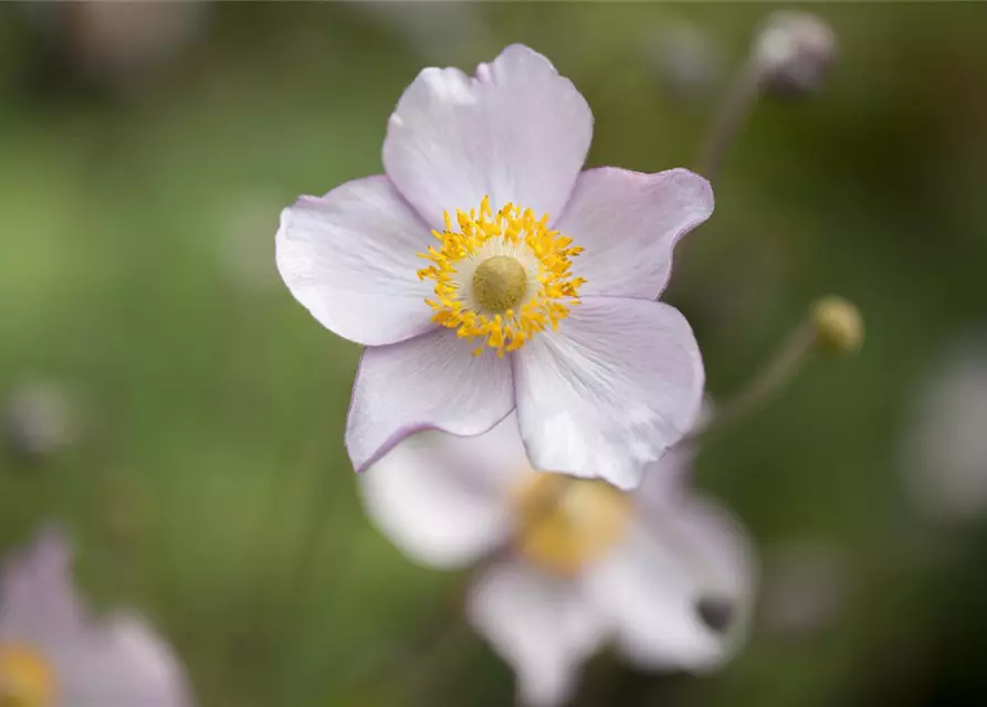 Anemone japonica