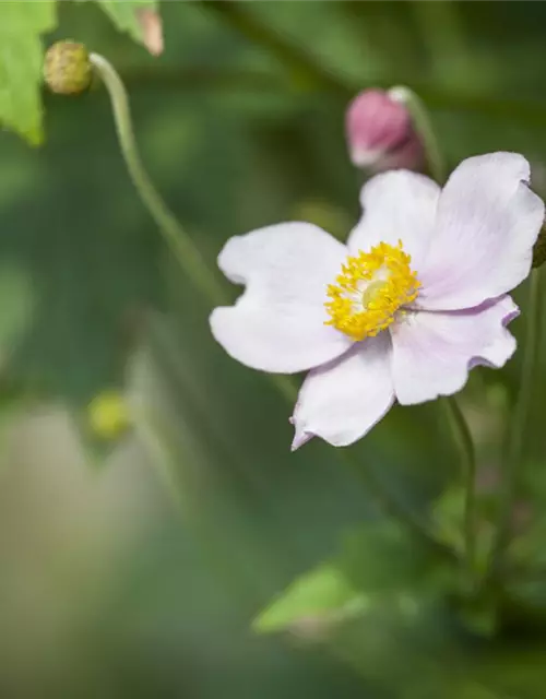 Anemone japonica