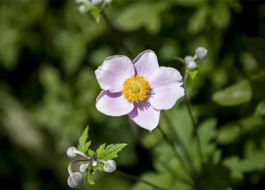 Anemone japonica