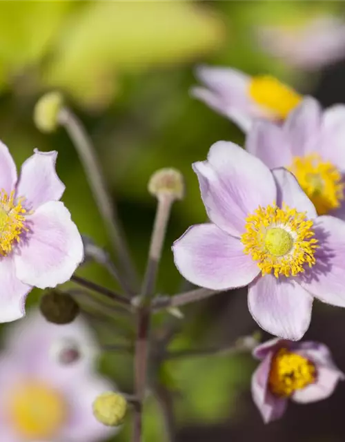 Anemone japonica