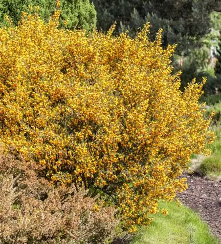 Cytisus scoparius