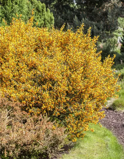 Cytisus scoparius