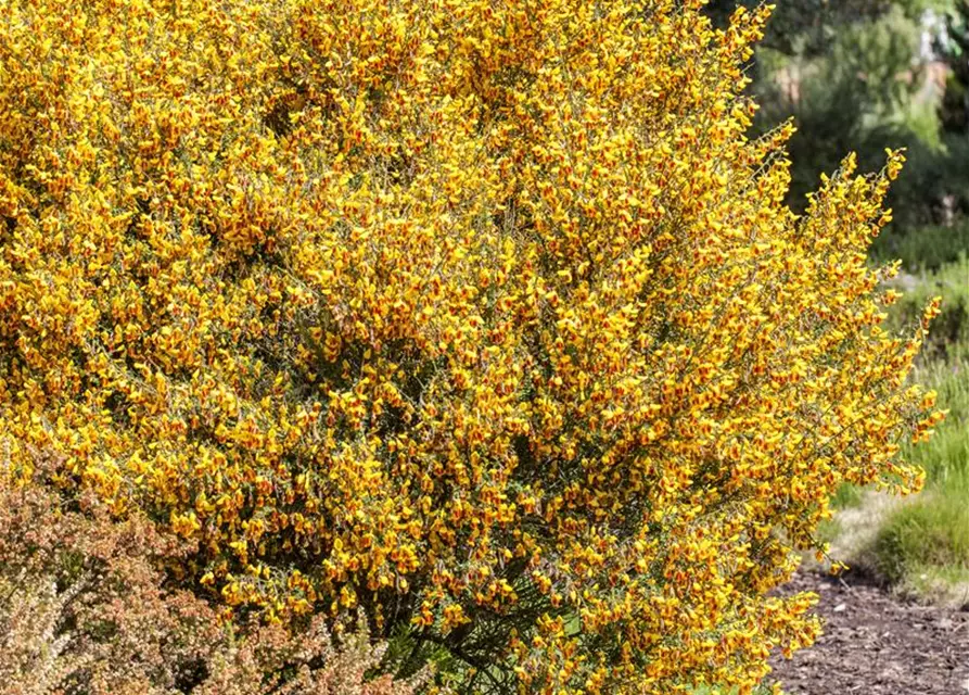 Cytisus scoparius