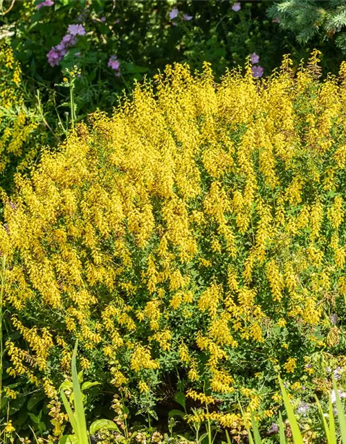 Cytisus scoparius