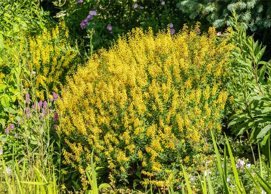 Cytisus scoparius