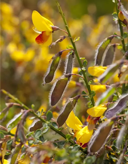 Cytisus scoparius