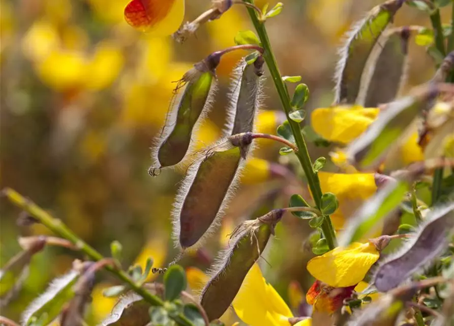 Cytisus scoparius