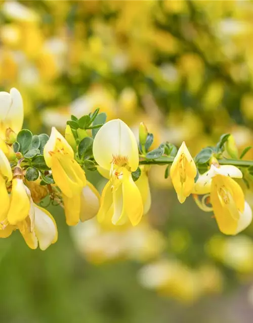 Cytisus scoparius