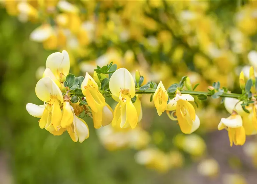 Cytisus scoparius