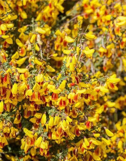 Cytisus scoparius