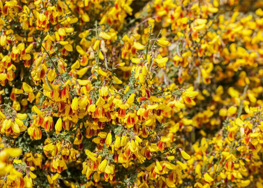 Cytisus scoparius