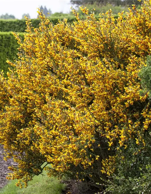 Cytisus scoparius