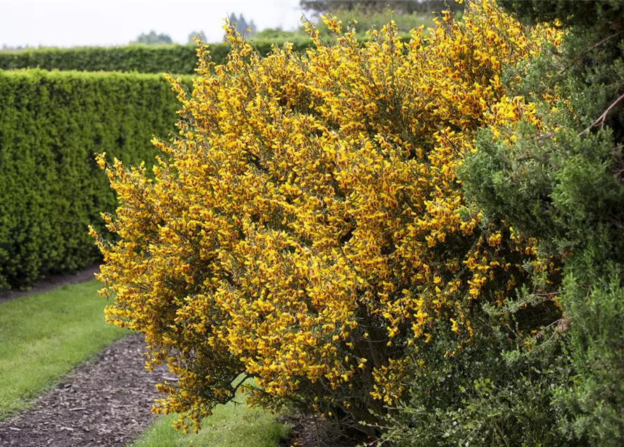 Cytisus scoparius