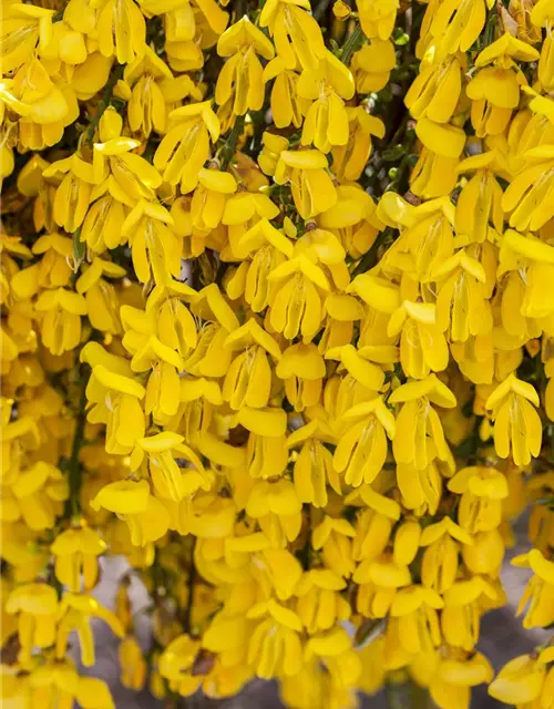 Cytisus scoparius