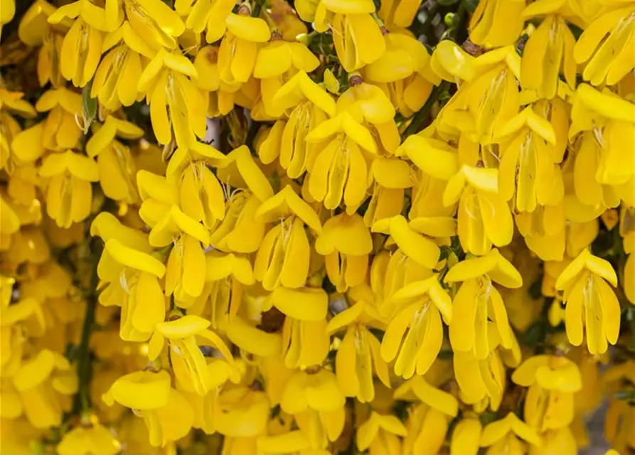 Cytisus scoparius