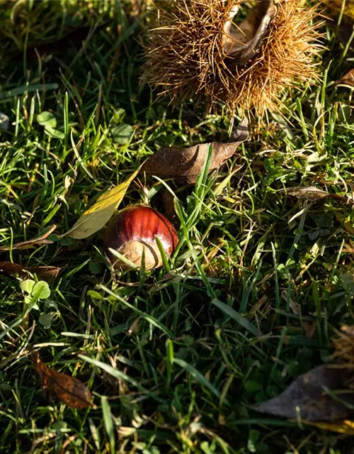 Castanea sativa