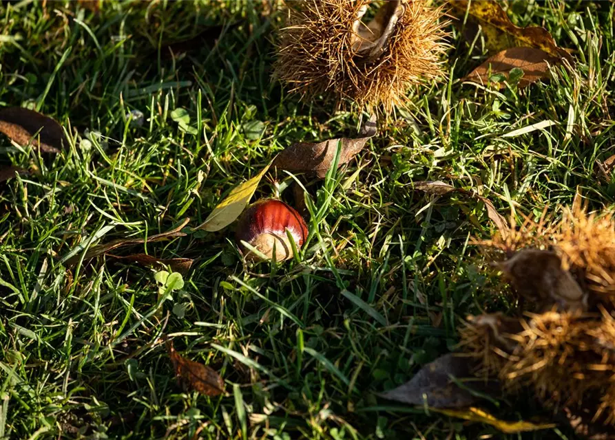 Castanea sativa