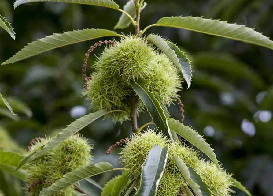 Castanea sativa