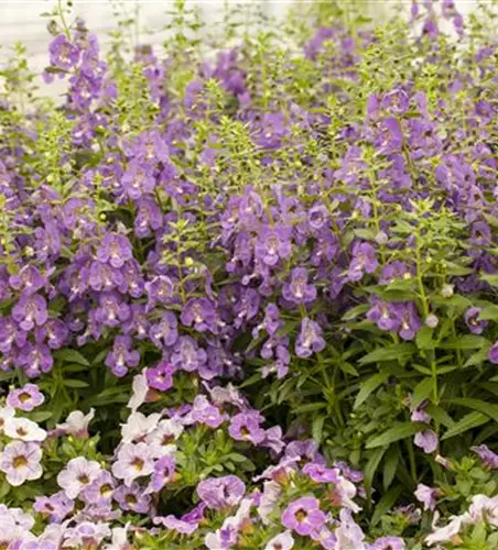 Angelonia hybrid